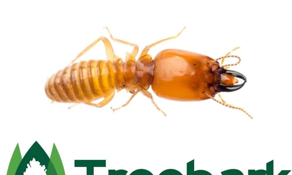 Treebark Termite and Pest Control